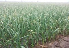 天下第一蒜在哪里，位于山東省臨沂市蒼山縣魯南大蒜批發市場內