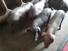 太湖豬多少錢一斤，價格會隨著市場行情而發生變化