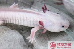 娃娃魚吃什么,一般喜歡吃肉類和昆蟲類食物