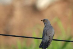 子規是什么鳥,四聲杜鵑的別名又名蜀魄、蜀魂、催歸