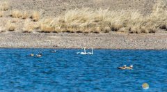 孤鶩是什么鳥,是一種遷徙性候鳥