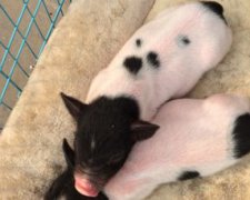 寵物豬多少錢一只,便宜的幾百左右貴的2000多元