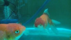 家養小金魚為什么會死,白點病、水霉病、白云病