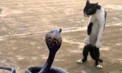 家貓能對付眼鏡王蛇嗎，家貓不能對付眼鏡王蛇