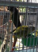 小太陽鸚鵡會說話嗎,開口率不是太高即便開口也是很不清晰