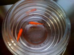 小金魚為什么會死,一般因為喂食方面出了原因