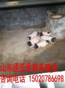 小香豬能長(zhǎng)多大，一般兩個(gè)月的小香豬的體重在2斤半左右