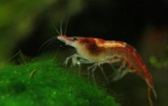 幼蝦吃什么，幼蝦吃浮游動物