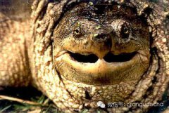 大鱷龜和小鱷龜?shù)膮^(qū)別,主要區(qū)別在于其背部盾片突起