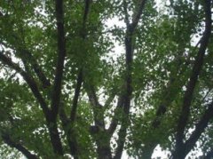 大葉楊是什么樹，葉形是楊樹中最大的