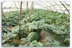 大棚西瓜畝產(chǎn)多少斤,一般是5000-9000斤