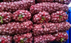 大蒜畝產(chǎn)多少斤干蒜,新蒜地產(chǎn)量在每畝2500斤左右