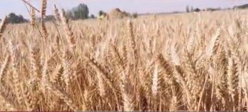 小麥畝產多少斤，畝產量在600-1600斤不等