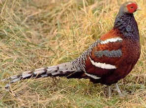 尾巴長的鳥是什么鳥,黑長尾雉、白冠長尾雉、黑頸長尾雉和白頸長尾雉