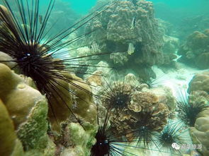 巴淡島是哪個國家，是印度尼西亞廖內群島北部的一個島嶼