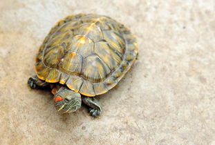 巴西龜怎么養放多少水， 每只幼龜要有五公升水的活動空間