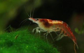 幼蝦吃什么,幼蝦吃浮游動物