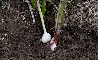 怎么培育大蒜，種植前先要整地施肥使土壤變得疏松肥沃