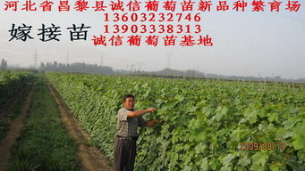 怎么培育葡萄苗，有扦插繁育，嫁接繁育、壓條繁育、營養缽繁育等