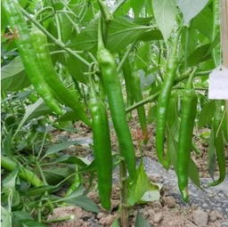 怎么培育辣椒苗，把種子放在25至35之間的恒溫箱里進行催芽