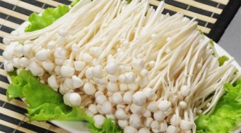 怎么培育金針菇,栽培分為發菌、出菇兩大步