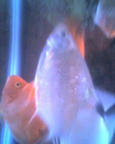 我家養(yǎng)的魚為什么會(huì)死，因?yàn)樗|(zhì)太硬了