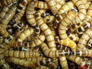 招財魚吃什么,像小魚、小蝦、面包蟲、大麥蟲等