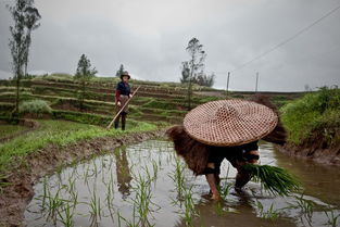 插秧是什么季節(jié),是夏季一定要在清明前播種