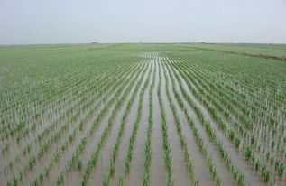 插秧苗一般是什么季節，春季插秧將栽水田中