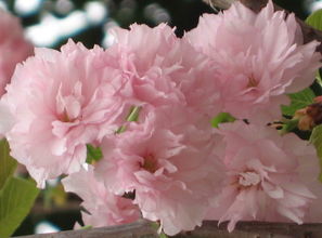 日本的國花是什么花,國花是櫻花