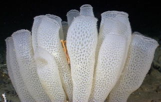 最古老的海洋生物，海綿是最原始的多細胞動物