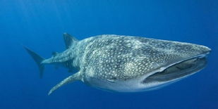 最大的海洋生物， 鯨鯊是目前世界上體型最大的魚類