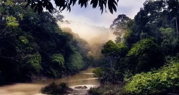 最大的熱帶雨林，亞馬遜熱帶雨林是最大的