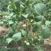 怎么培育核桃樹苗,苗圃地應選擇有灌溉條件交通方便的地方