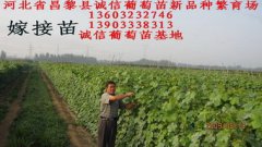 怎么培育葡萄苗,有扦插繁育,嫁接繁育、壓條繁育、營養缽繁育等