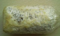 怎么培育蘑菇,首先需要準備蘑菇的菌種