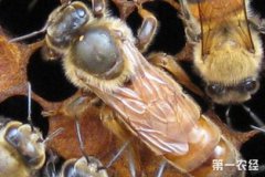 怎么培育蜂王,以去強群那里把蜂王抓走介進造王失敗的蜂群