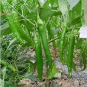 怎么培育辣椒苗,把種子放在25至35之間的恒溫箱里進行催芽