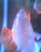 我家養的魚為什么會死,因為水質太硬了