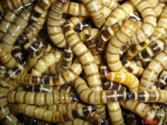 招財(cái)魚吃什么,像小魚、小蝦、面包蟲(chóng)、大麥蟲(chóng)等