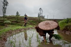 插秧是什么季節，是夏季一定要在清明前播種