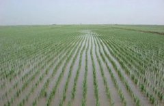 插秧苗一般是什么季節，春季插秧將栽水田中