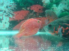 新買的魚為什么會死,是因為水溫