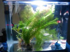 新魚缸養魚為什么會死,因硝化菌在溫度波動時可能導致大量死亡