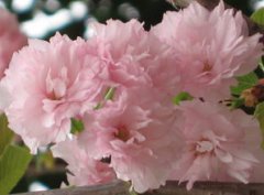 日本的國(guó)花是什么花，國(guó)花是櫻花