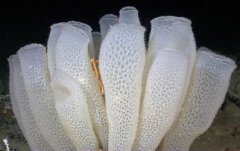 最古老的海洋生物，海綿是最原始的多細胞動物