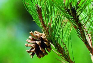 松子是什么樹的果實,是松樹結(jié)的果實