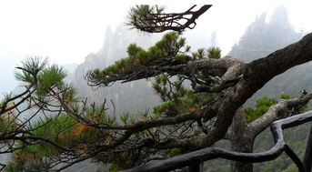 松柏象征著什么,象征一種堅(jiān)貞不屈的英雄氣概