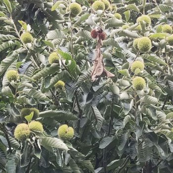 板栗苗怎么培育，主要有種子播種和嫁接兩種方法