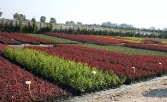 枇杷樹苗怎么培育，選擇土層肥沃、地勢高的地塊作為苗圃